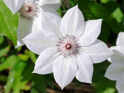 Types Of White Flowers Hgtv