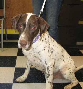 Welcome to the website of the german shorthaired pointer club of ohio, inc. German Shorthaired Pointer Breeder | Top Dog Directory