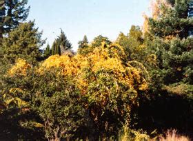Celastrus scandens and celastrus orbiculatus: Celastrus orbiculatus • New Zealand Plant Conservation Network