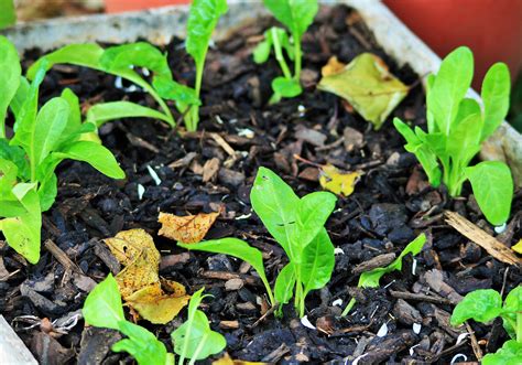 Spinach Seedlings Free Stock Photo Public Domain Pictures