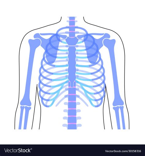 Human Rib Cage Anatomy Royalty Free Vector Image