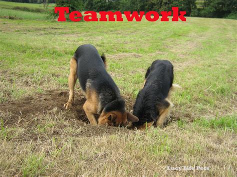 Teamwork So Much Can Be Accomplished When You Work Together Dogs I