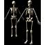 Skeletal System  Introduction Parts Functions Diagram & Fact
