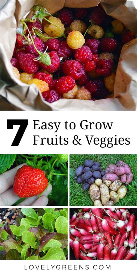 10 Easy To Grow Vegetables For Beginners Easy Vegetables To Grow