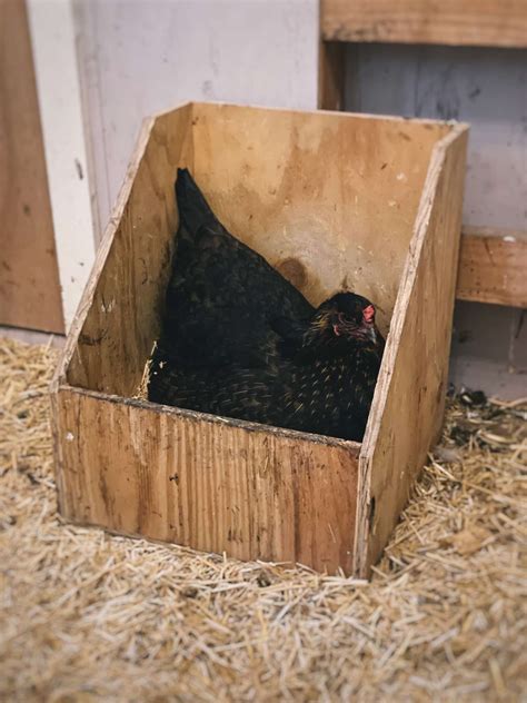 Chicken Laying Boxes