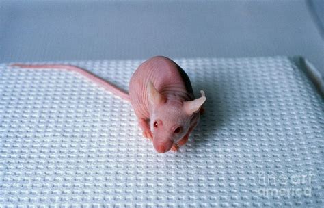 Nude Mouse Photograph By Science Source Pixels Merch