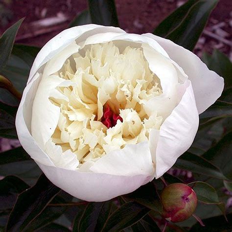 Image Result For White Peony Itoh Paeonia Lactiflora Peonies