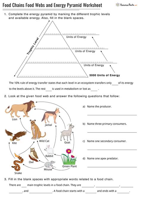 Food Chain Pyramid Blank