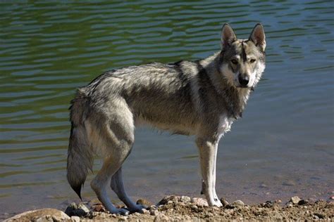 Wolf dogs will have a lot of those genes! Tamaskan Dog - Wikipedia