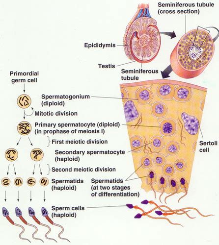 The Process Of Spermatogenesis In The Testes Flashcards Quizlet