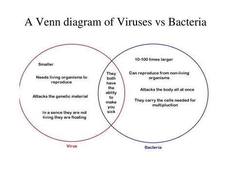 Bacteria Vs Viruses Venn Diagram Creately Hot Sex Picture