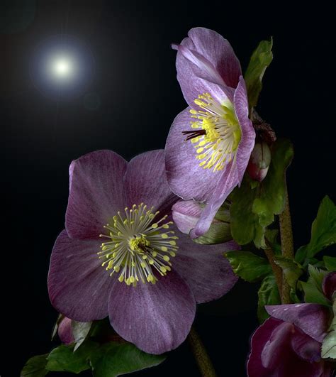 Hellebores Null Flower Pictures Pretty Flowers Beautiful Flowers