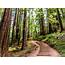 Muir Woods National Monument To Reopen Visitors  Mill Valley CA Patch