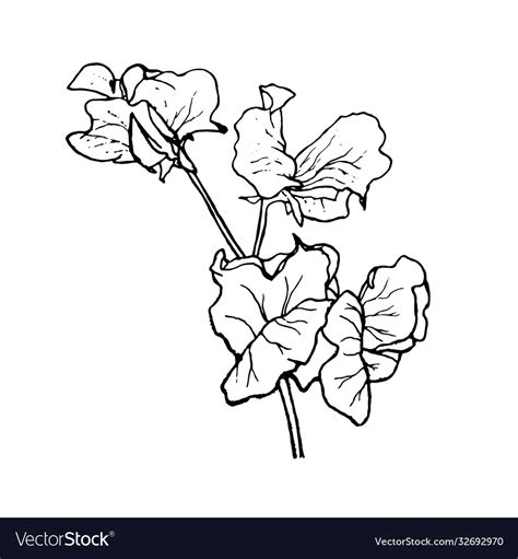 Sweet Pea Flower Sketches Royalty Free Vector Image
