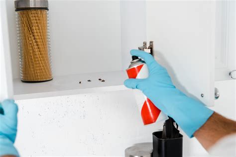 6 Reasons Why Diy Pest Control Treatments Dont Work