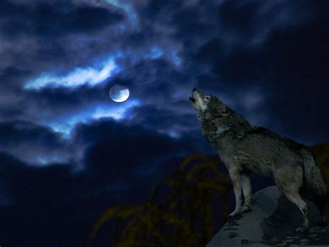 1179x2556px 1080p Free Download Blue Wolf Moon Night Blue Howling