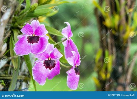 Purple Orchid In Colombia Stock Photo Image Of Jungle 97117938