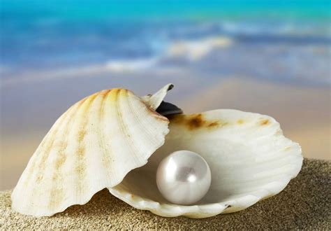 Beautiful Oyster Pearl