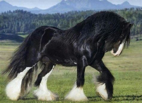 A Shire Horse God I Would Love To Have A Beautifully Shire Horse Or