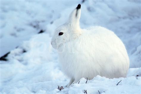 Arctic Hare Info And Pictures All Wildlife Photographs
