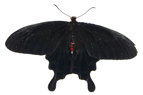 Vorbild Schmetterlingsflügel