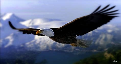 Eagle Flying In The Sky Hd 1915x1025 Wallpaper