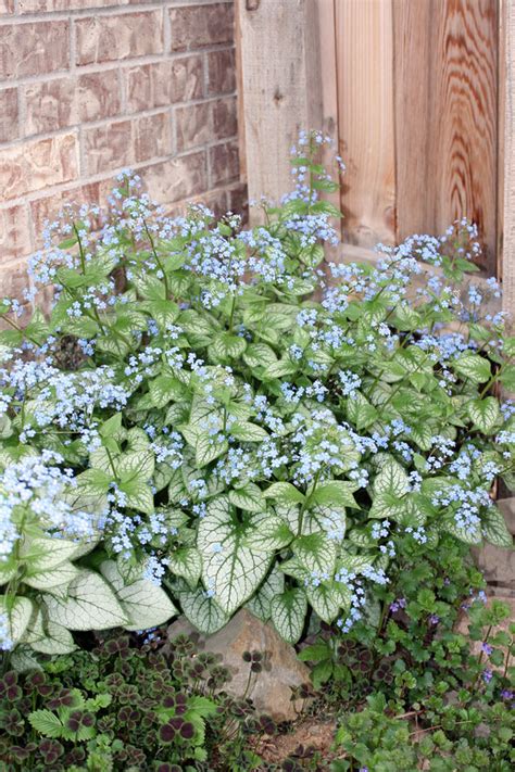 Brunnera is a woodland plant that should be grown in full shade and consistently moist soil in southern regions. Jack frost Brunnera, yet another variegated perennial