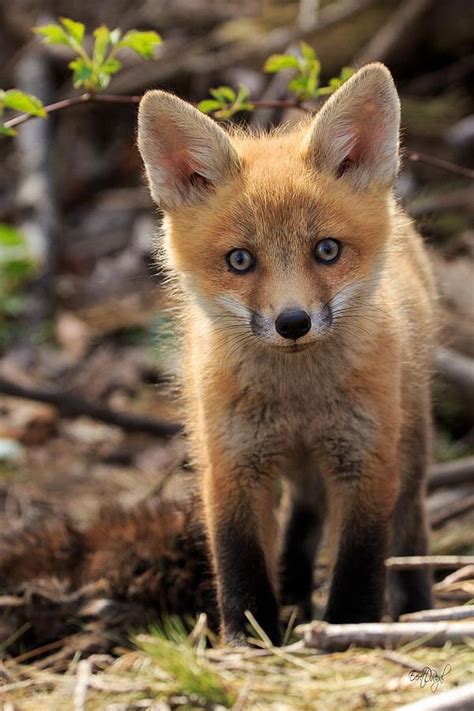 Baby In The Wild By Everet Regal Animals Wild Baby Red Fox Cute