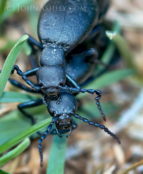 Wild And Free Montana Sex Lies And Triungulins The Blister Oil Beetles