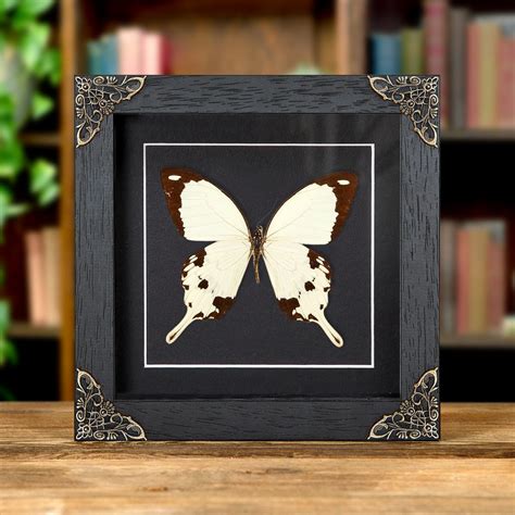 African Swallowtail Butterfly In Baroque Style Frame Papilio Dardanus