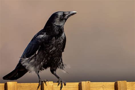 Why Are Crows So Smart An Exploration And Explanation Of Crows High
