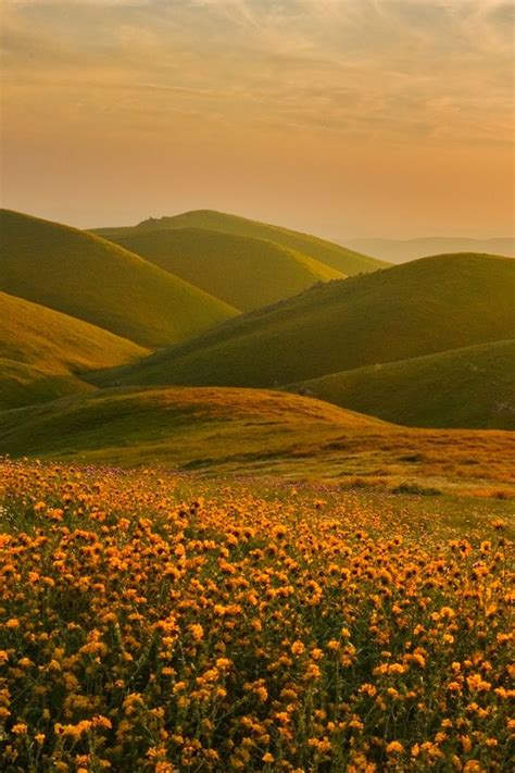 Nature Aesthetic Flower Aesthetic Beautiful Places In The World Pretty Places Yellow Hills