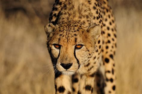 Cheetah The Fastest Land Animal In The World Mystart