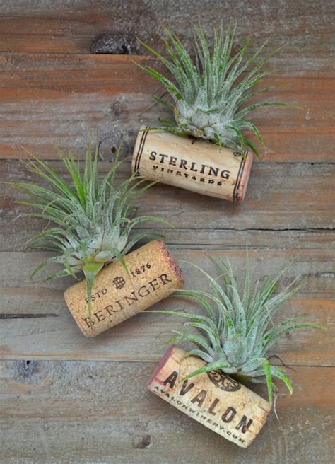 As houseplants, most air plants tolerate low light and need very little water or fertilizer. 30 Amazing DIY Planters You Can Make Out Of Old Stuff