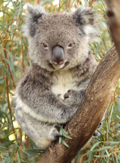 Koala Bear Facts Animal Facts Encyclopedia