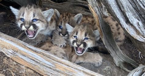 Utahs Rescued Cougar Kittens Are Now In New York City