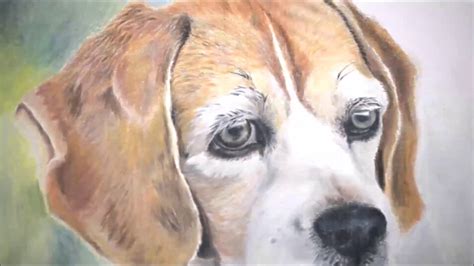 How To Draw A Realistic Dog Beagle With Colored Pencils Youtube