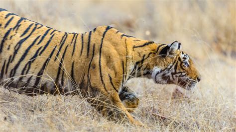 Five Things Tiger King Doesnt Explain About Captive Tigers Wwfca