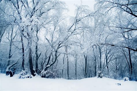 Frozen Forest By Riskonelook On Deviantart