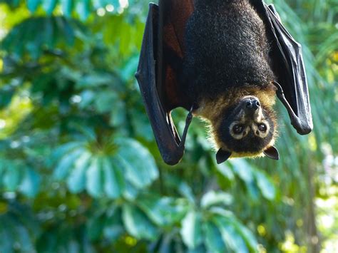 Flying Foxes Cairns Regional Council