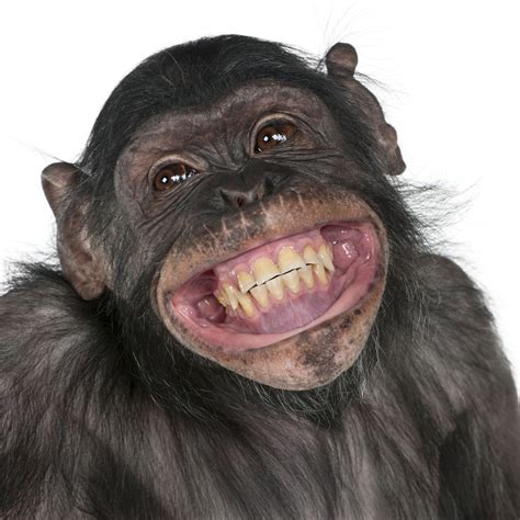 See more ideas about cute animals, funny animals, animal pictures. smiling animals | Animal Smile | Happy | Pinterest ...