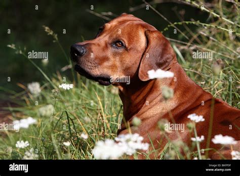 Rhodesian Ridgeback Portrait Stock Photo Alamy