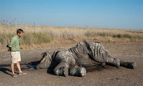 Poaching Has Hit Largest Elephant Stronghold Chobe Elephants Without Borders