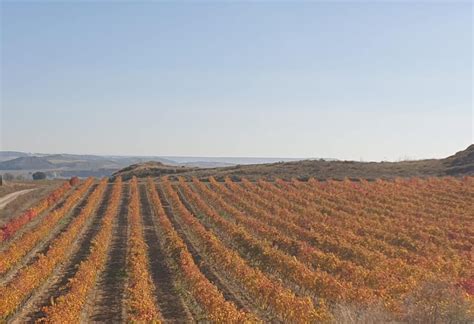 Your 2022 Guide To Navarra Wine Region