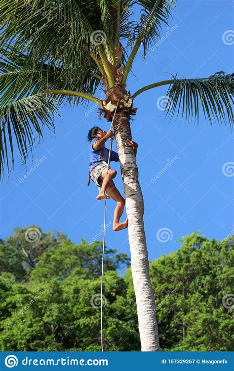 Man Climbing Coconut Trees To Harvest In The Garden At Samui Island