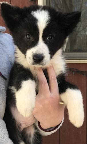 They are intelligent, alert, and devoted to owners. Puppies! Border Collie Baby - Adoption, Rescue for Sale in ...