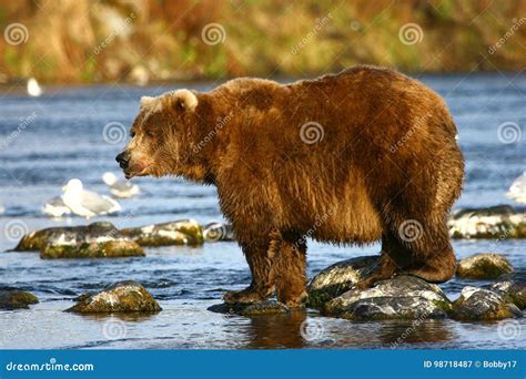 Kodiak Brown Bear Stock Photography 12645284
