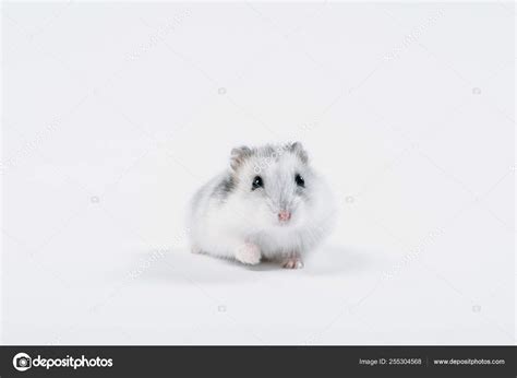 Funny Fluffy Hamster Looking Camera Grey Background Copy Space Stock
