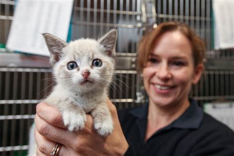 Warrnambool Rspca Are Waving The Adoption Fee For Cats Until End Of May The Standard