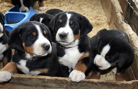 Appenzeller Sennenhund Puppies Behavior And Characteristics In